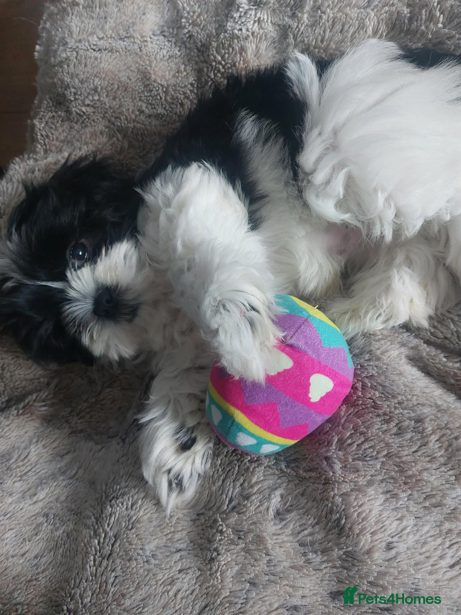Shih Tzu dogs Last Beautiful Shih Tzu Puppy left - Liam 💛💚❤️🩷 - Advert 1