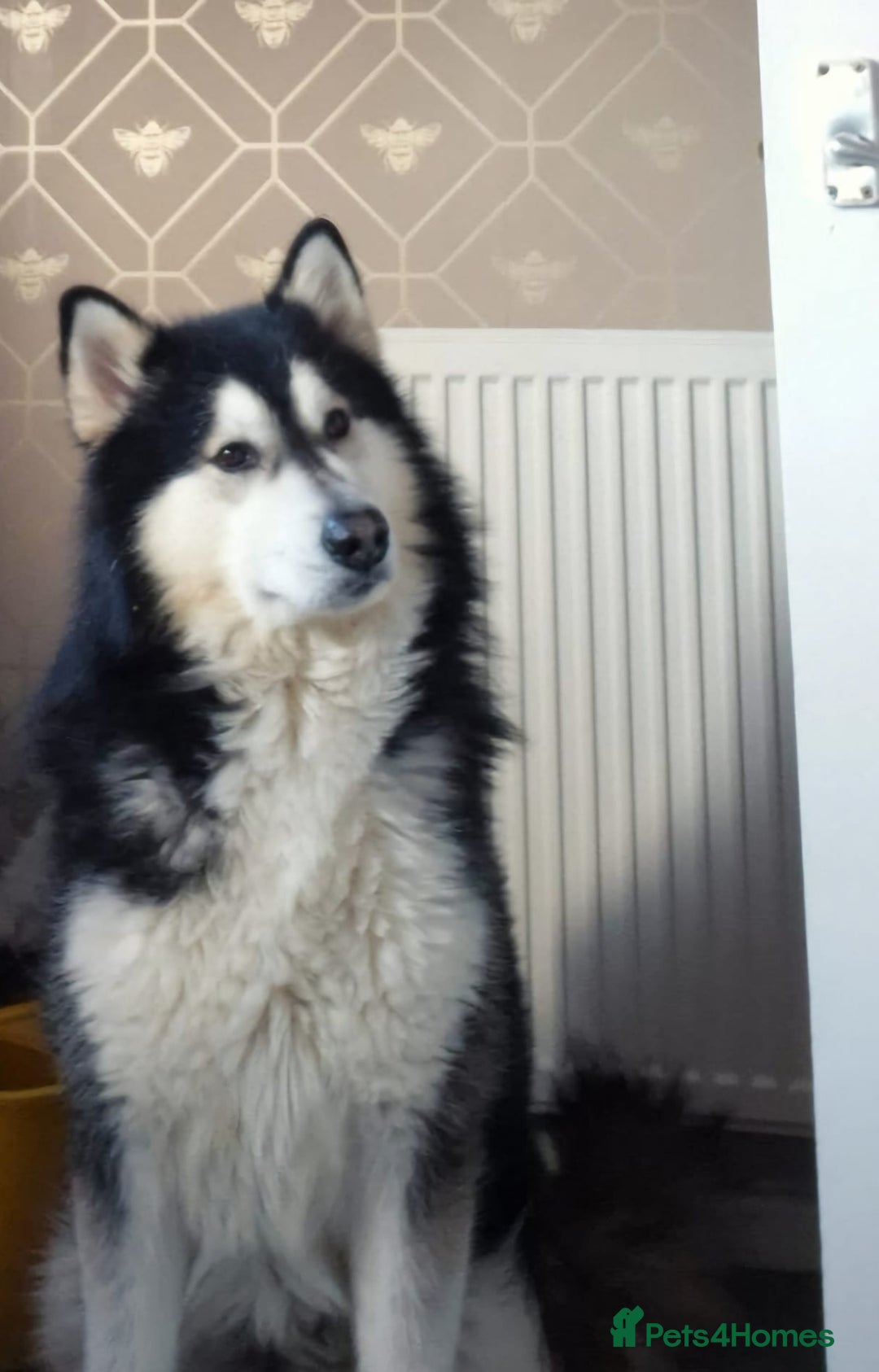 Alaskan Malamute dogs for stud: For stud alaskan malamute  - Image 3