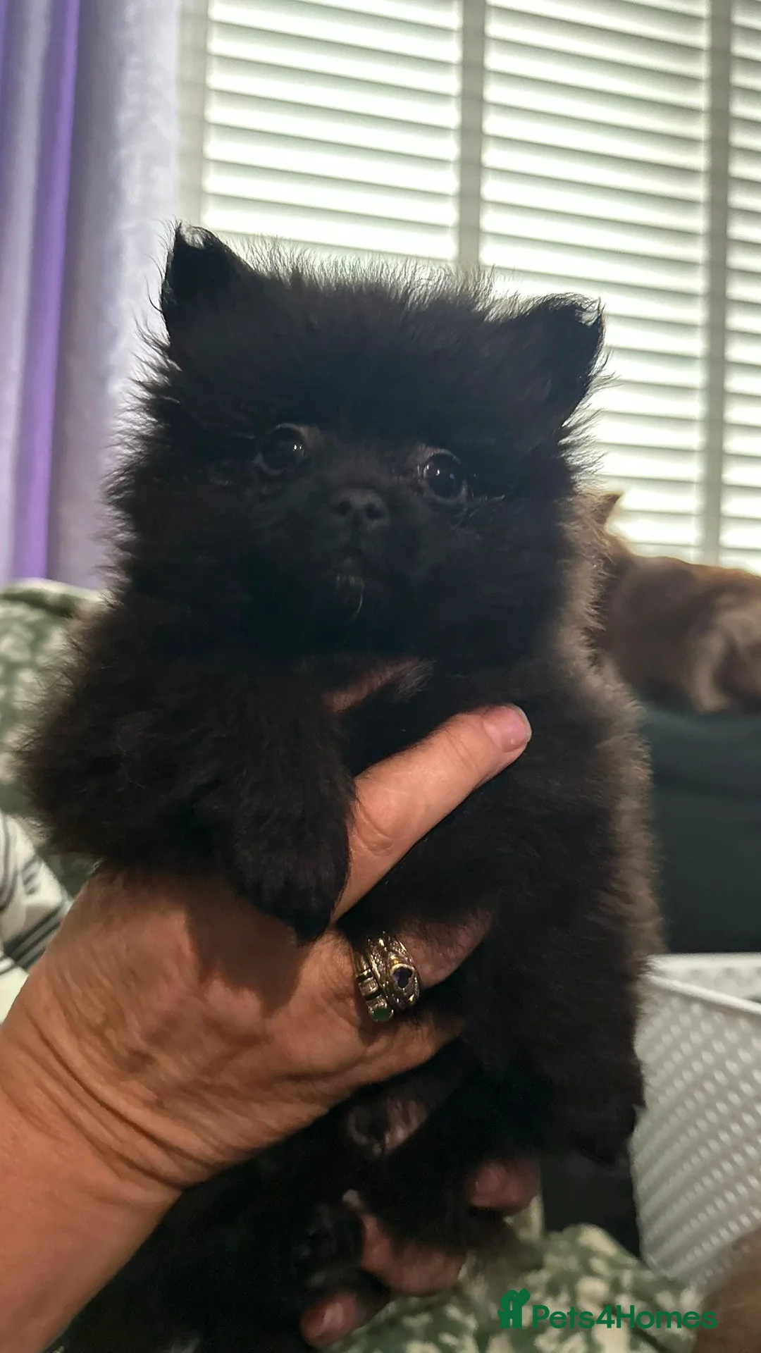 Pomeranian dogs for sale: 2 beautiful pom puppies  - Advert 11