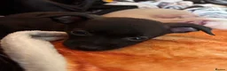 Mixed Breed dogs for sale: Italian Greyhound cross, mums final litter! in Maidstone - Advert 5
