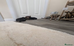 Yorkshire Terrier dogs for sale: Wonderful Yorkshire terrier puppies  - Image 33