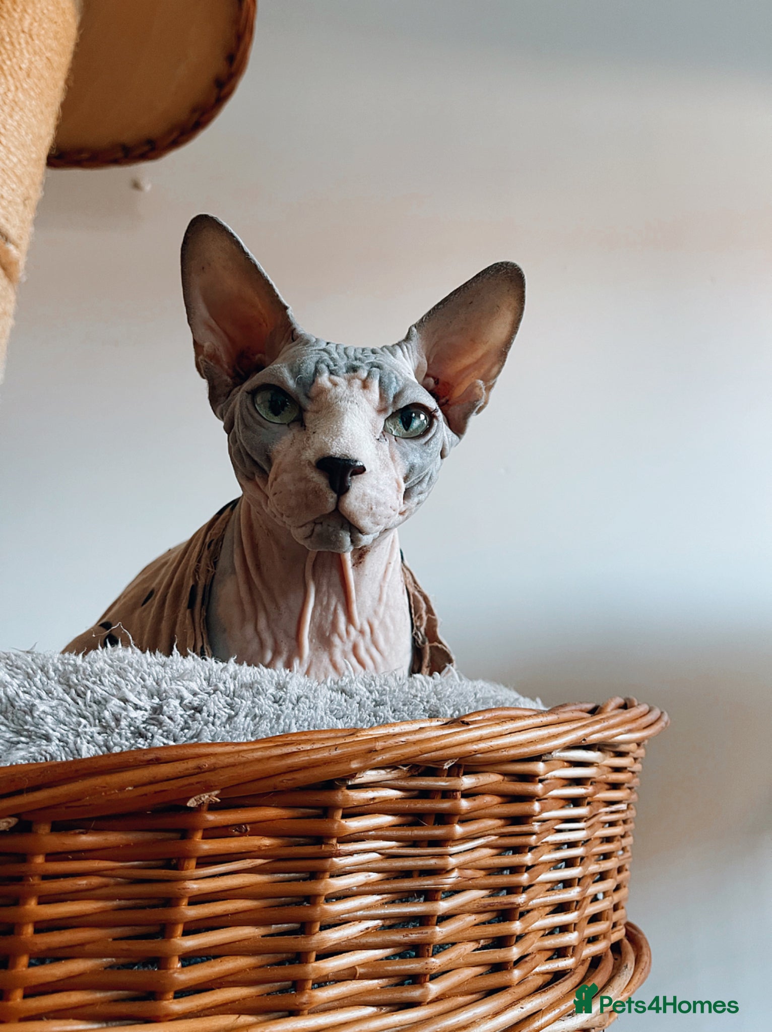Sphynx cats Beautiful male sphynx cat - Advert 5