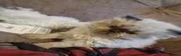 Persian cats for sale: Beautiful blue eyes rare colour persian chinchilla - Advert 6