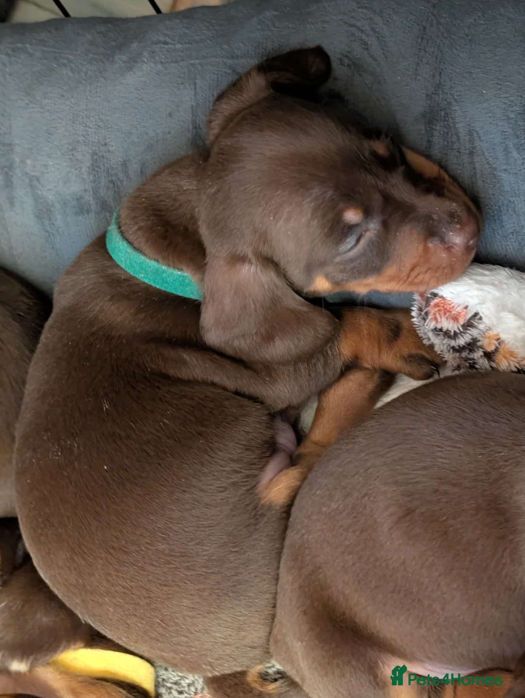 Miniature Dachshund dogs for sale: Miniature Dachshund Ready Now - Advert 14