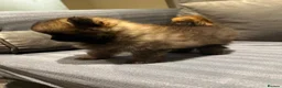 Pomeranian dogs for sale: Beautiful Pomeran puppys - Advert 17