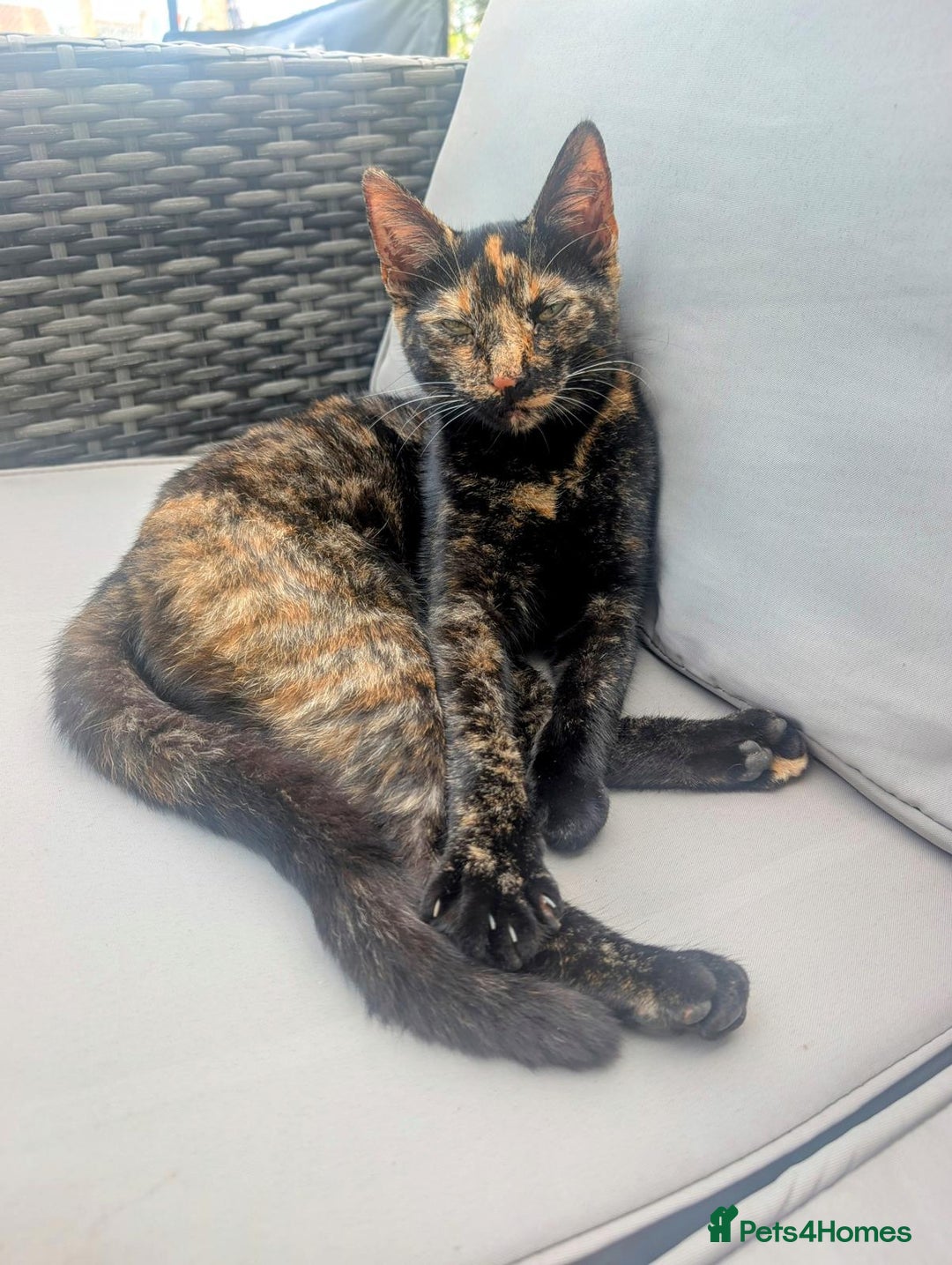 Mixed Breed cats for sale: Cat-rehome - Advert 1