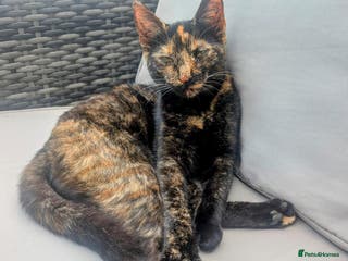 Mixed Breed cats Cat-rehome - Advert 1