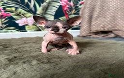Sphynx cats for sale:  6 Beautiful Sphynx Kittens Ready Soon – 5★ - Image 20