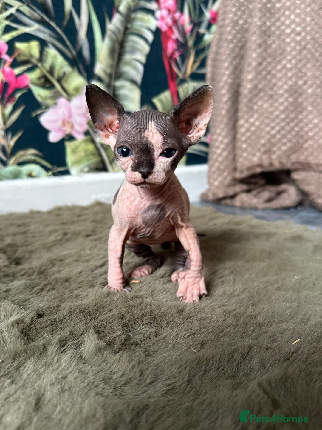 Sphynx cats for sale:  6 Beautiful Sphynx Kittens Ready Soon – 5★ - Image 20