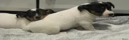 Jack Russell dogs for sale: Top Quality Jack Russell puppies  - Advert 15