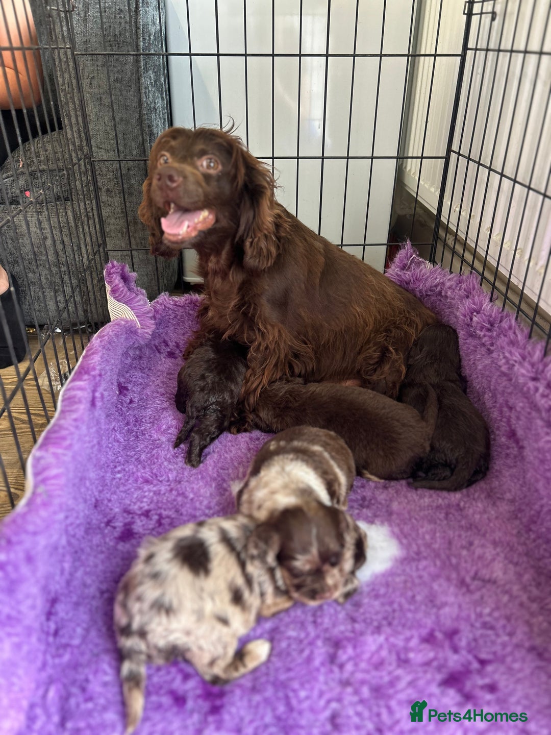 Cockapoo dogs for sale: Rare toy cockapoo - Image 1