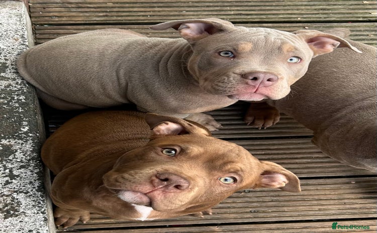 American Bully dogs - Advert 1