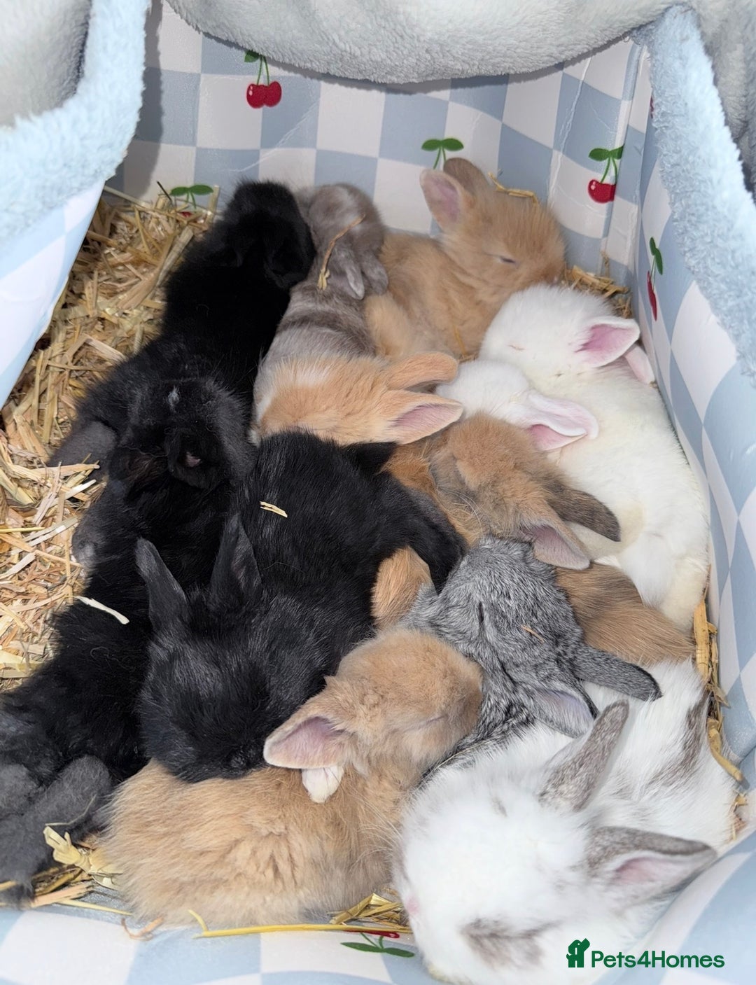 Lionhead rabbits for sale: Very beautiful - Double Mained lionhead babies. - Advert 1
