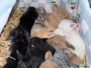 Lionhead rabbits Very beautiful - Double Mained lionhead babies. - Advert 1