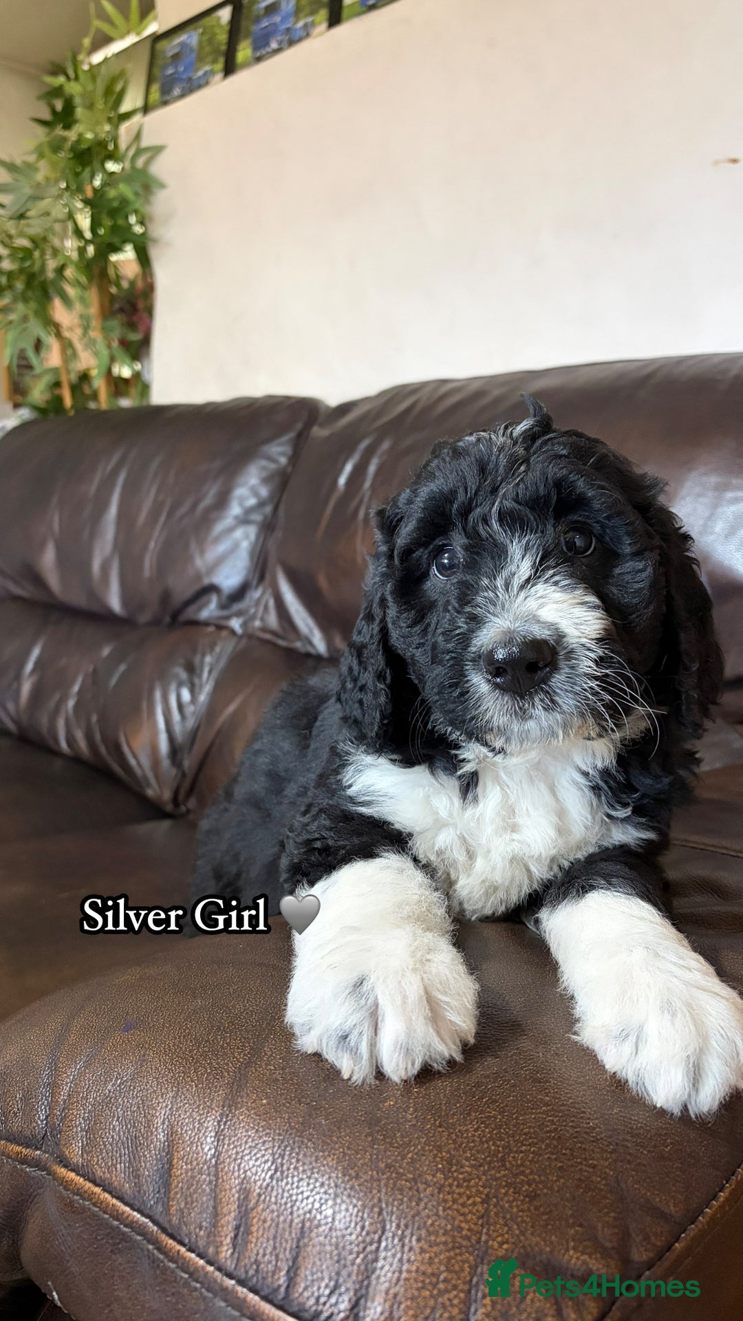 Bernedoodle dogs for sale: 🩷 Chunky Bernedoodles with TRI🩷 - Advert 9