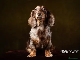 Miniature Dachshund dogs KC Reg Long Haired Miniature Dachshund Puppies - Advert 7