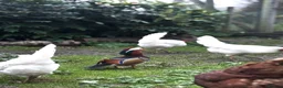 Mixed Breed birds for sale: Mandarin ducks  - Advert 6