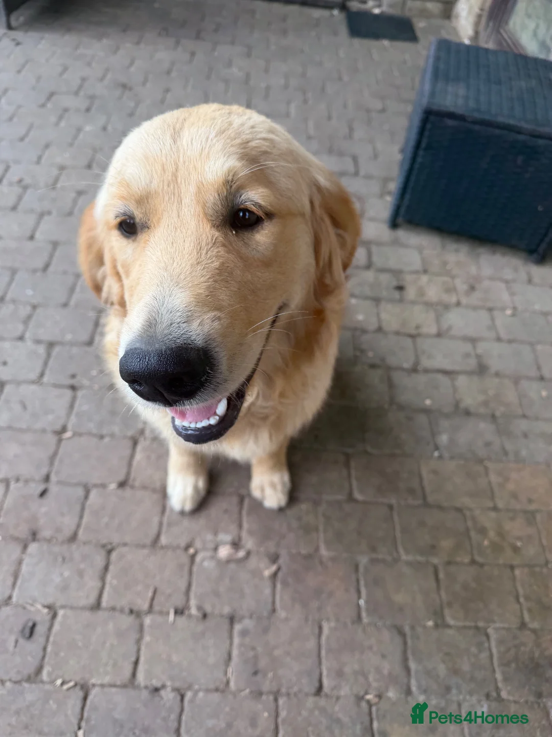 Golden Retriever dogs for sale: 2 Gorgeous Golden retriever family pets/stud dogs - Advert 8