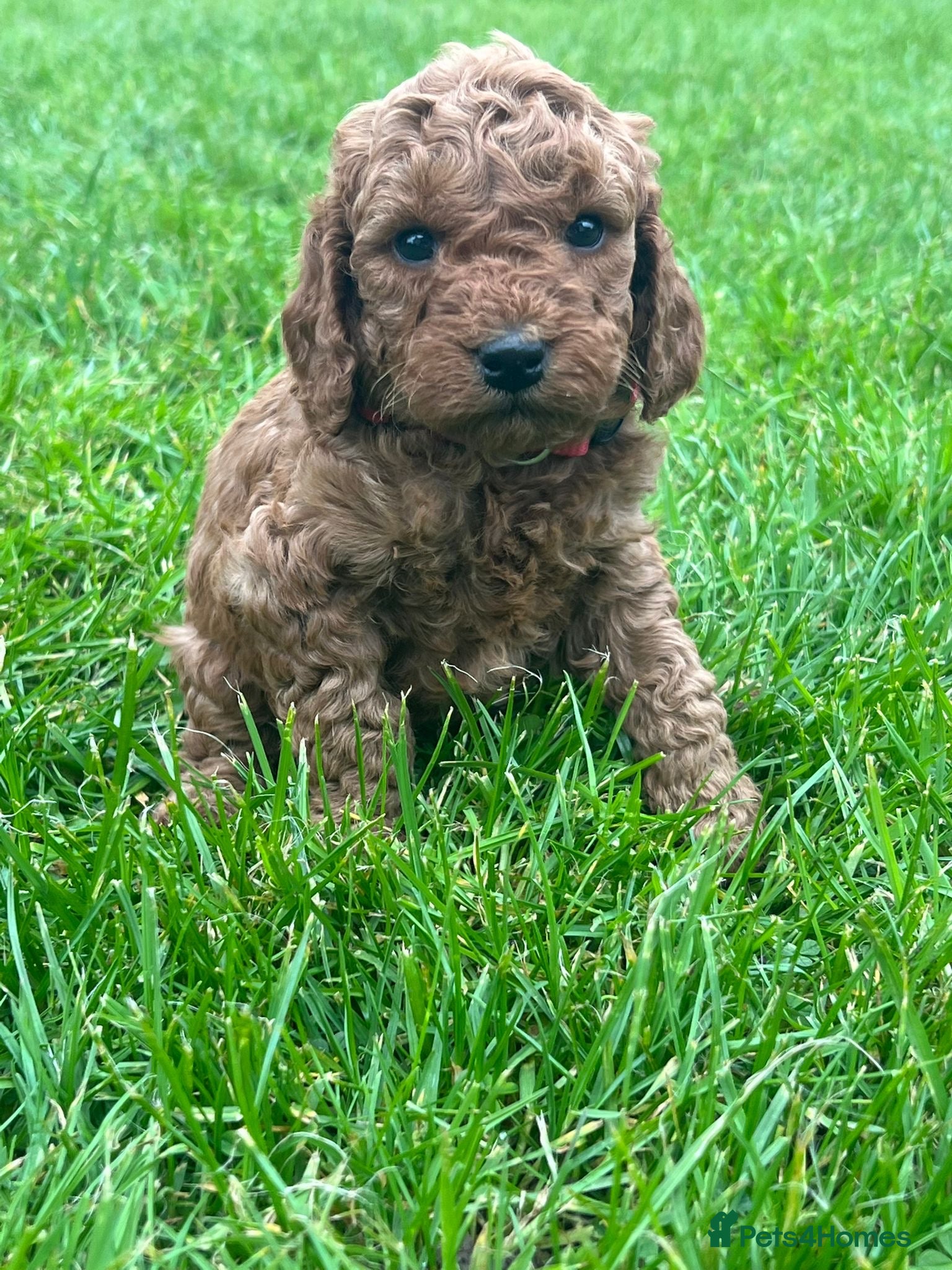 Cockapoo dogs Fox Red Cockapoo Puppies - Advert 2