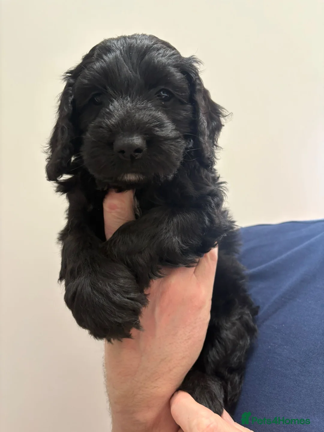 Cockapoo dogs for sale: Last 2 beautiful F1B Cockapoo’s 1 boy and 1 girl❤️ - Advert 4