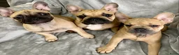 French Bulldog dogs for sale: Last 1! Stunning KC Registered French Bulldog Girl - Advert 4