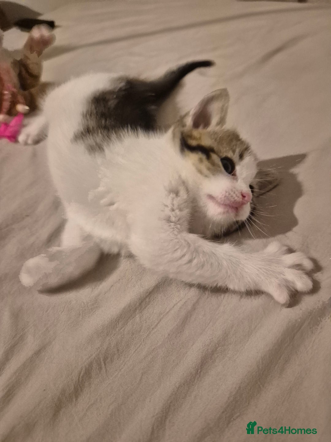 Domestic Shorthair cats for sale: 3 beautiful kittens - Advert 6