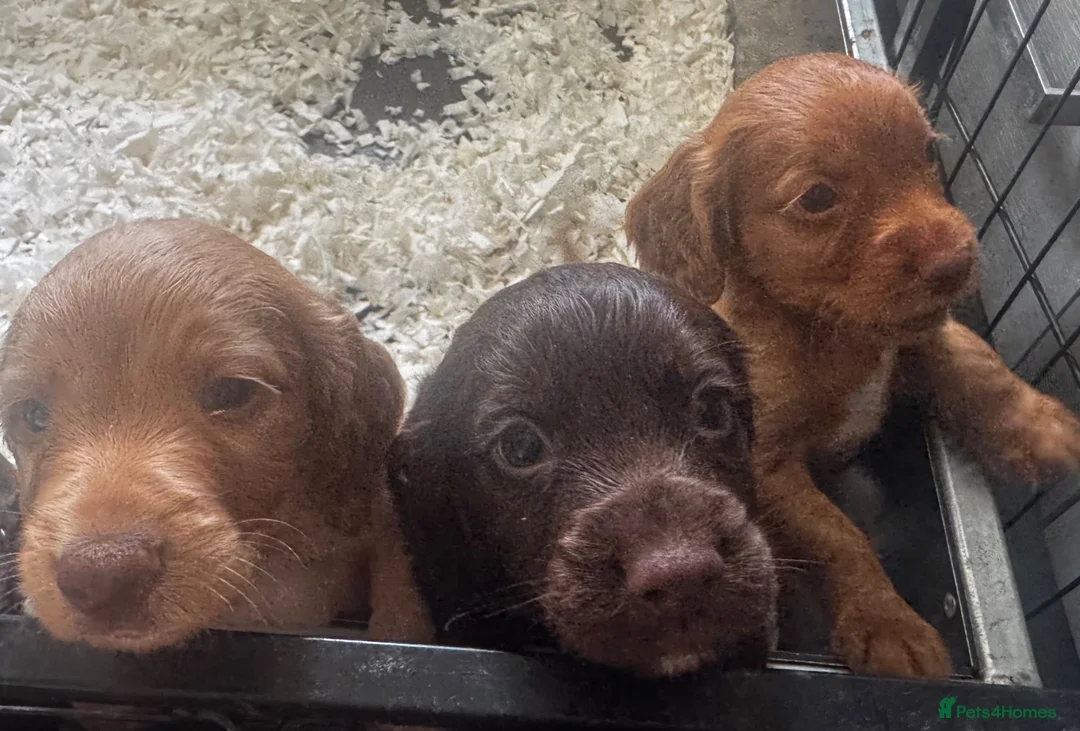 Cocker Spaniel dogs for sale: Working Cocker Spaniel Pups For Sale  - Advert 1