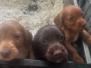 Cocker Spaniel dogs Working Cocker Spaniel Pups For Sale - Advert 2