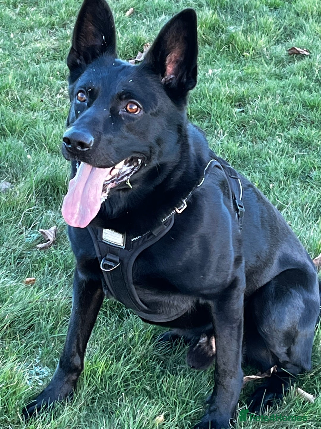 German Shepherd dogs for stud: 4-Year-Old Czech Shepherd- Proven Stud (Sheffield) - Advert 3