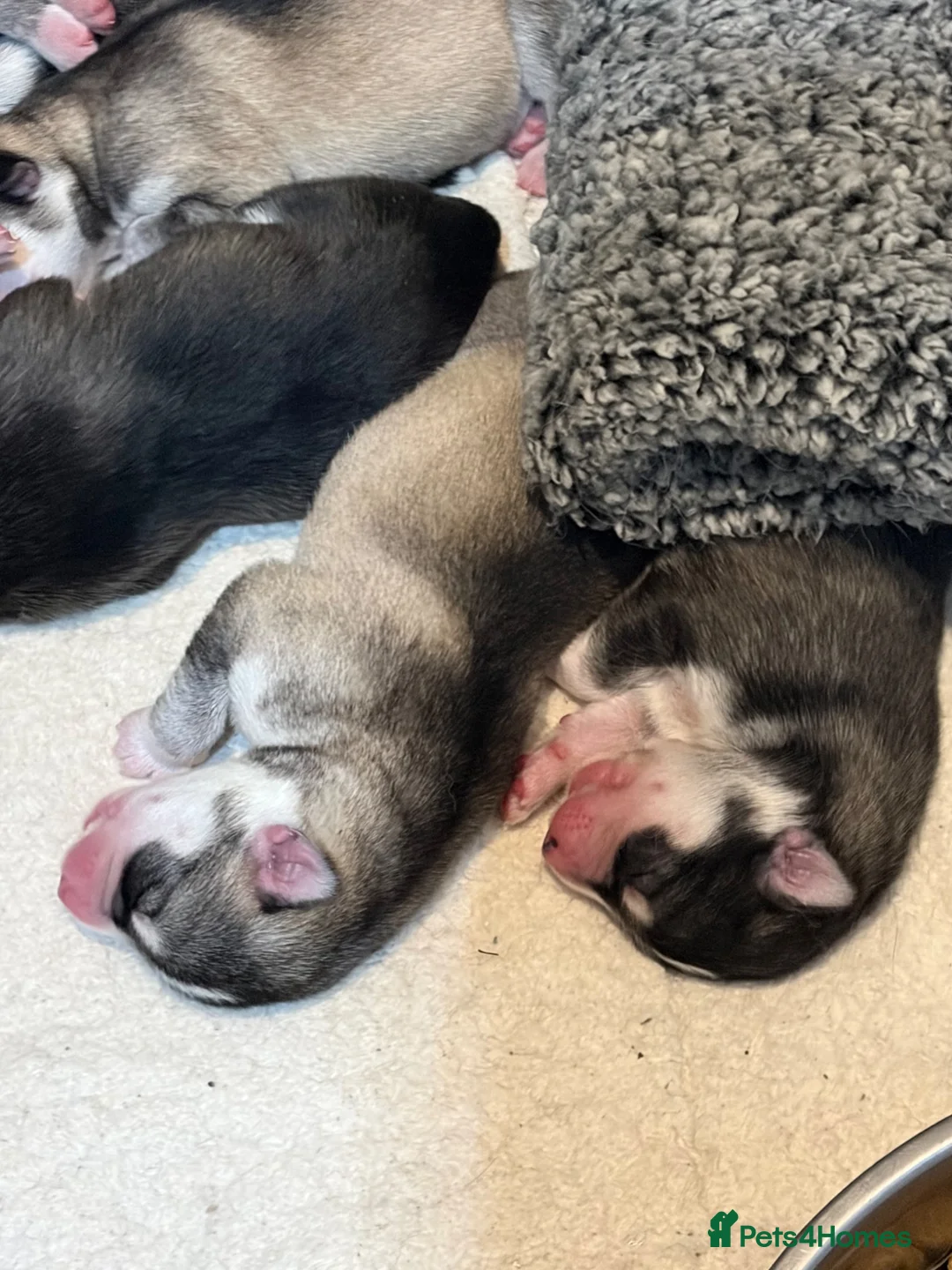 Siberian Husky dogs for sale: Stunning husky pups  in Bolton - Advert 1