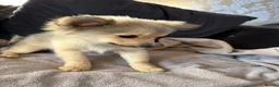 Pomeranian dogs for sale: Pomeranian puppies  - Advert 7