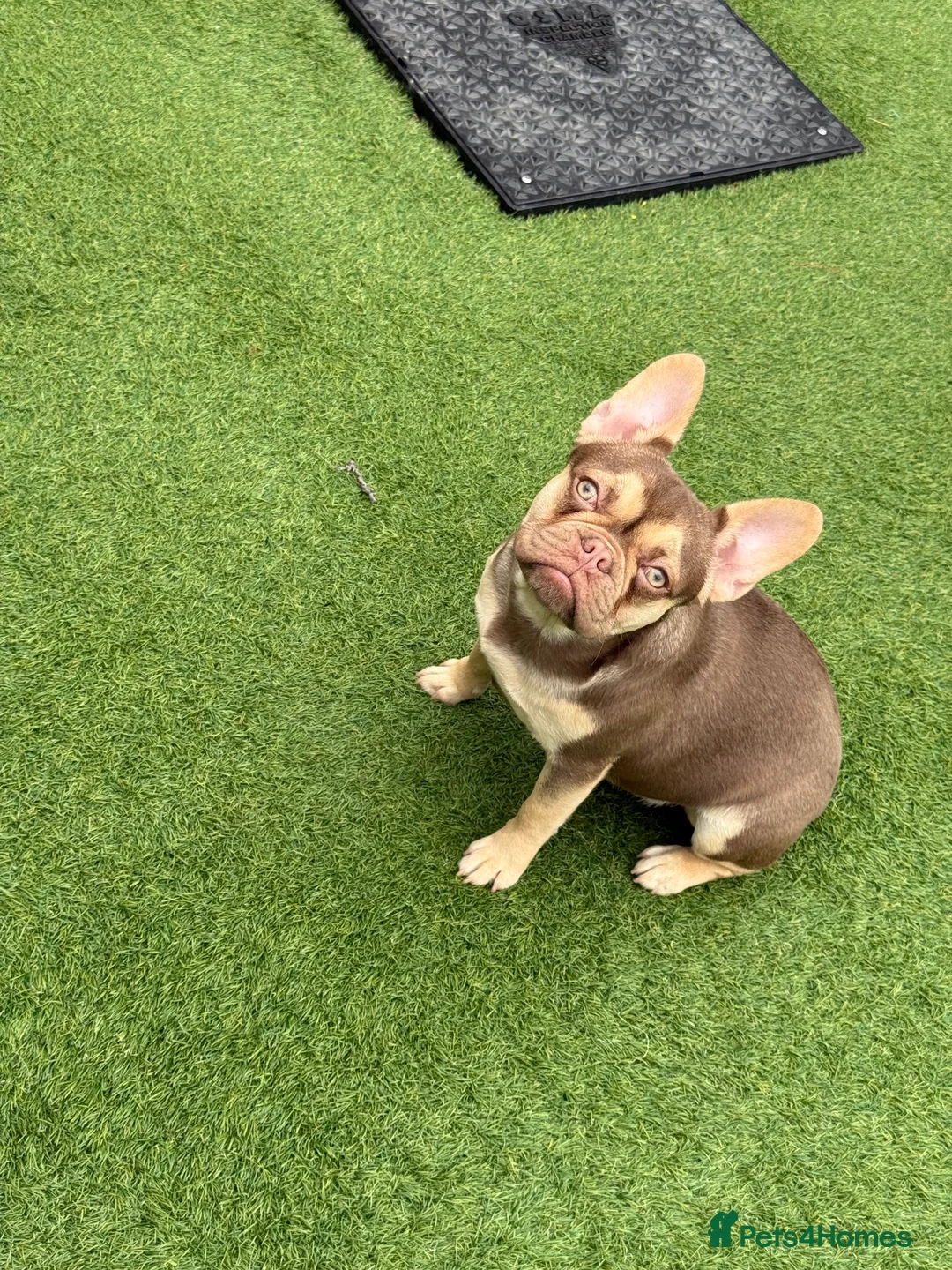 French Bulldog dogs for sale: French bulldog  - Advert 4