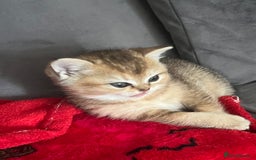 British Shorthair cats for sale: Golden British shorthair  - Image 6