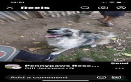 Mixed Breed dogs for adoption: AMY - Searching For Her Forever Home - Image 2