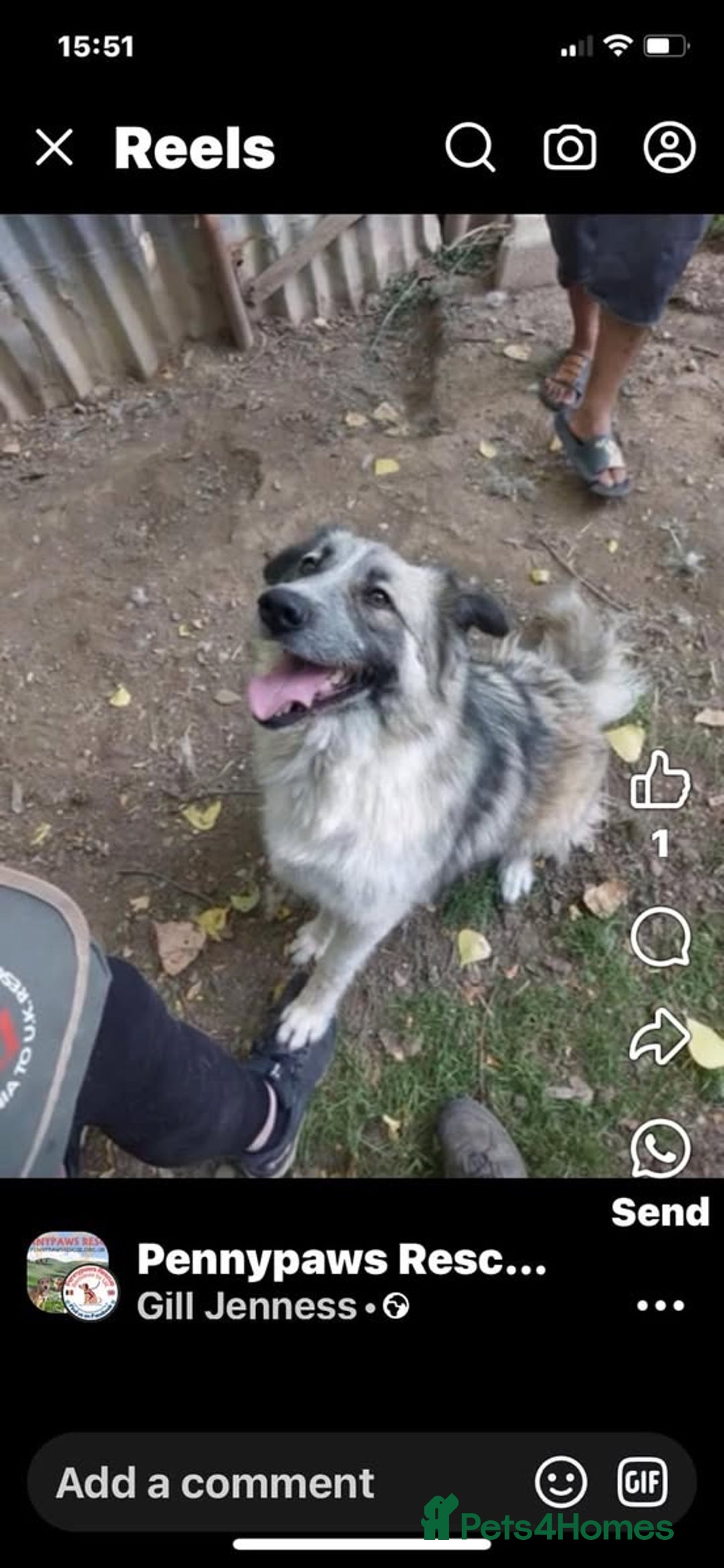 Mixed Breed dogs for adoption: AMY - Searching For Her Forever Home - Image 2