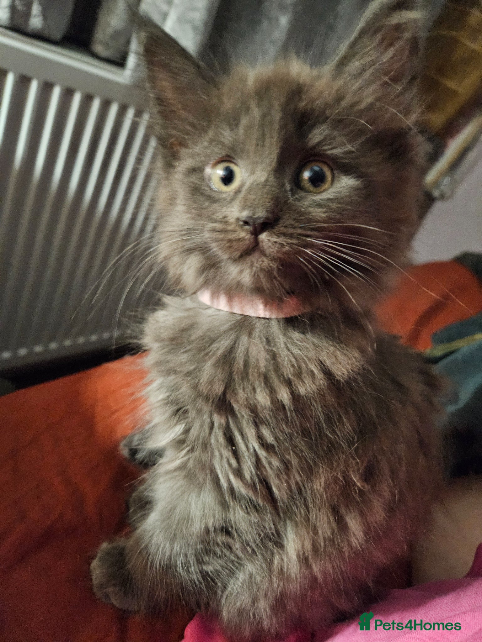 Maine Coon cats NEW PICS GCCF registered Blue  Maine coon litter  - Advert 17