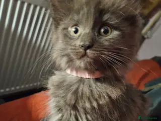 Maine Coon cats NEW PICS GCCF registered Blue Maine coon litter - Advert 17