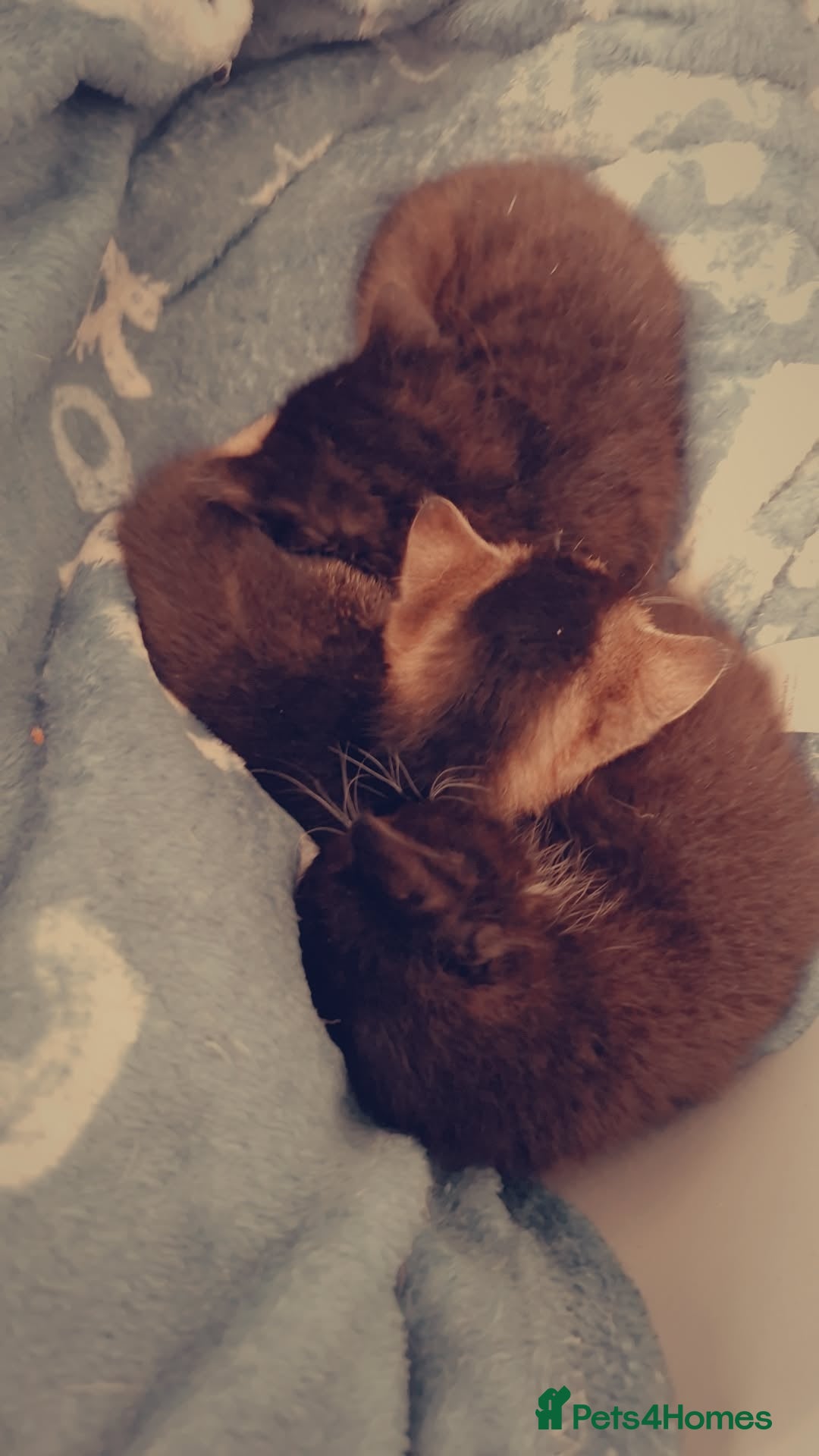 Mixed Breed cats for sale: No fault of their own  - Advert 3