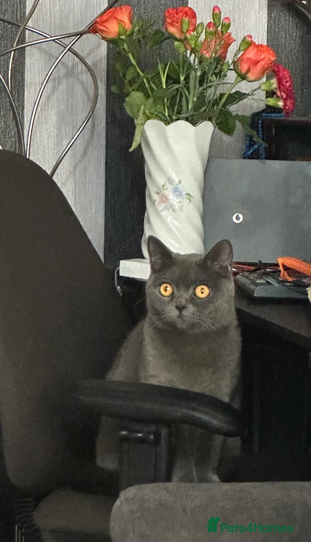 British Shorthair cats for sale: British shorthair  in Bolton - Advert 3