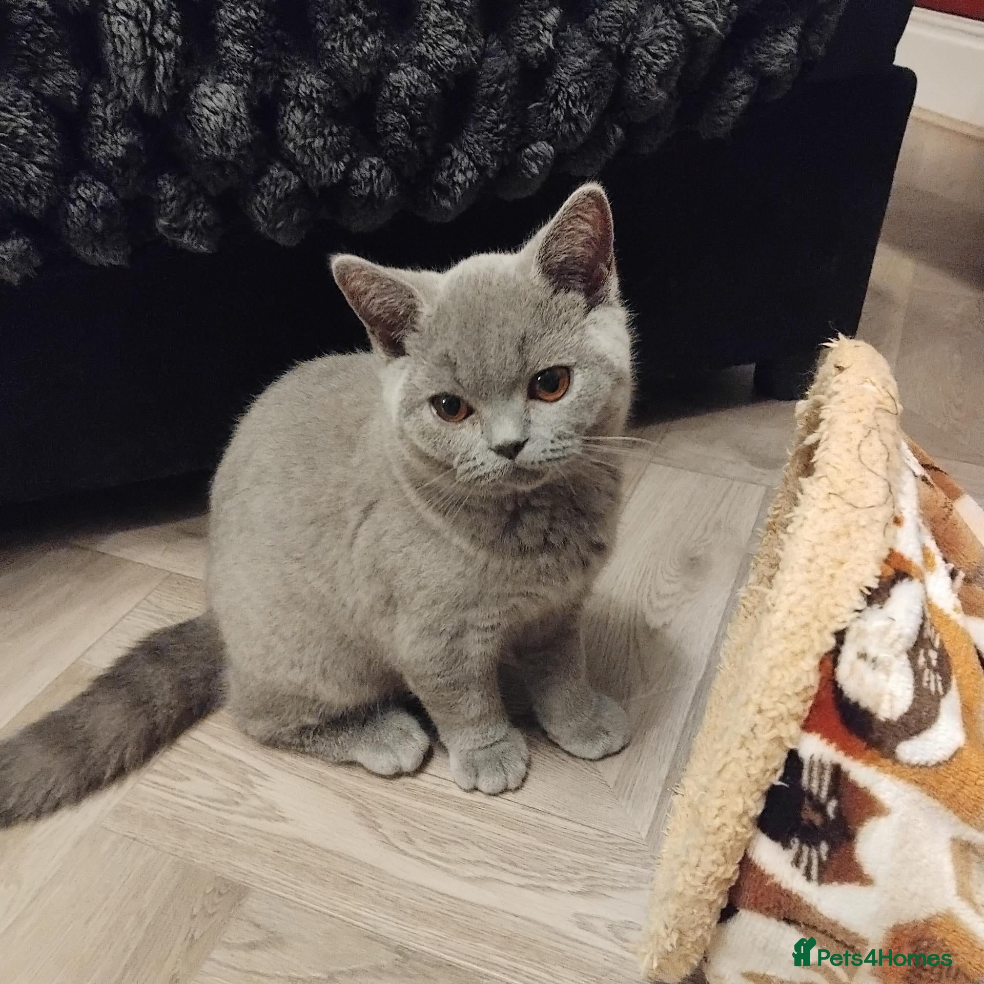 British Shorthair cats British shorthair blue  - Advert 1