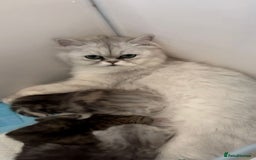 Persian cats for sale: Persian kittens - Image 2