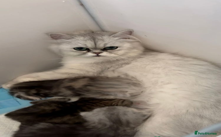 Persian cats - Advert 5