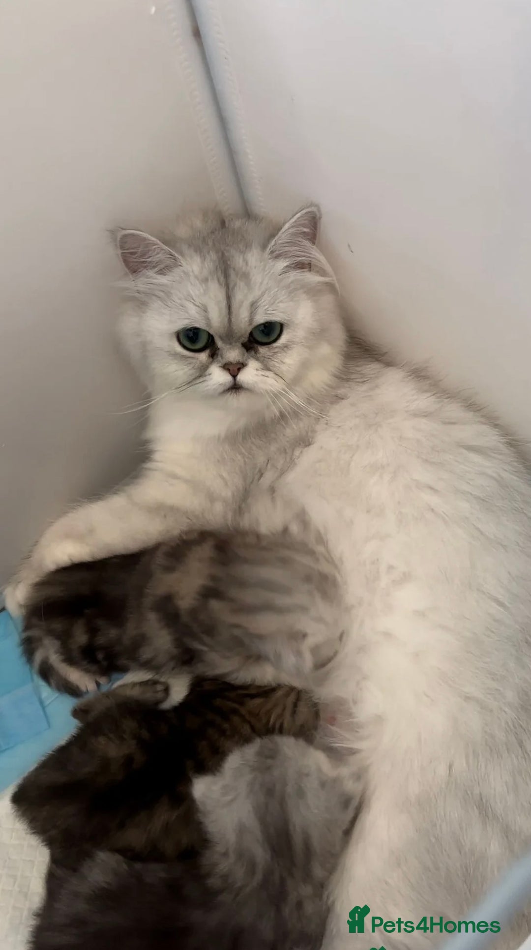 Persian cats for sale: Persian kittens - Image 2