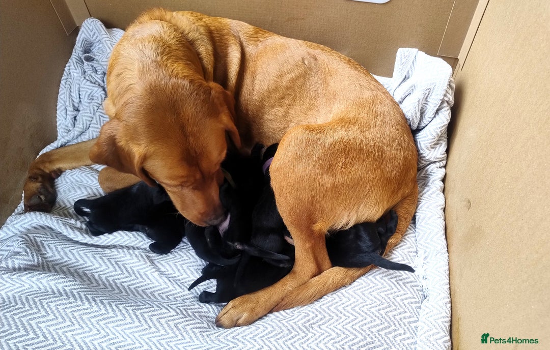Labrador Retriever dogs for sale: KC registered puppies, health tested parents - Image 7