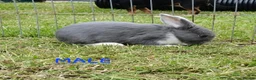 Mixed Breed rabbits for sale: Mini lop cross babies  - Advert 7