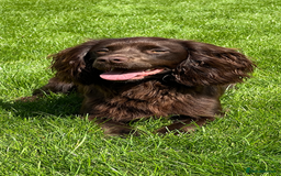 Cocker Spaniel dogs for sale: 🐾 Cocker Spaniel Puppies – Great FTC bloodlines - Image 7