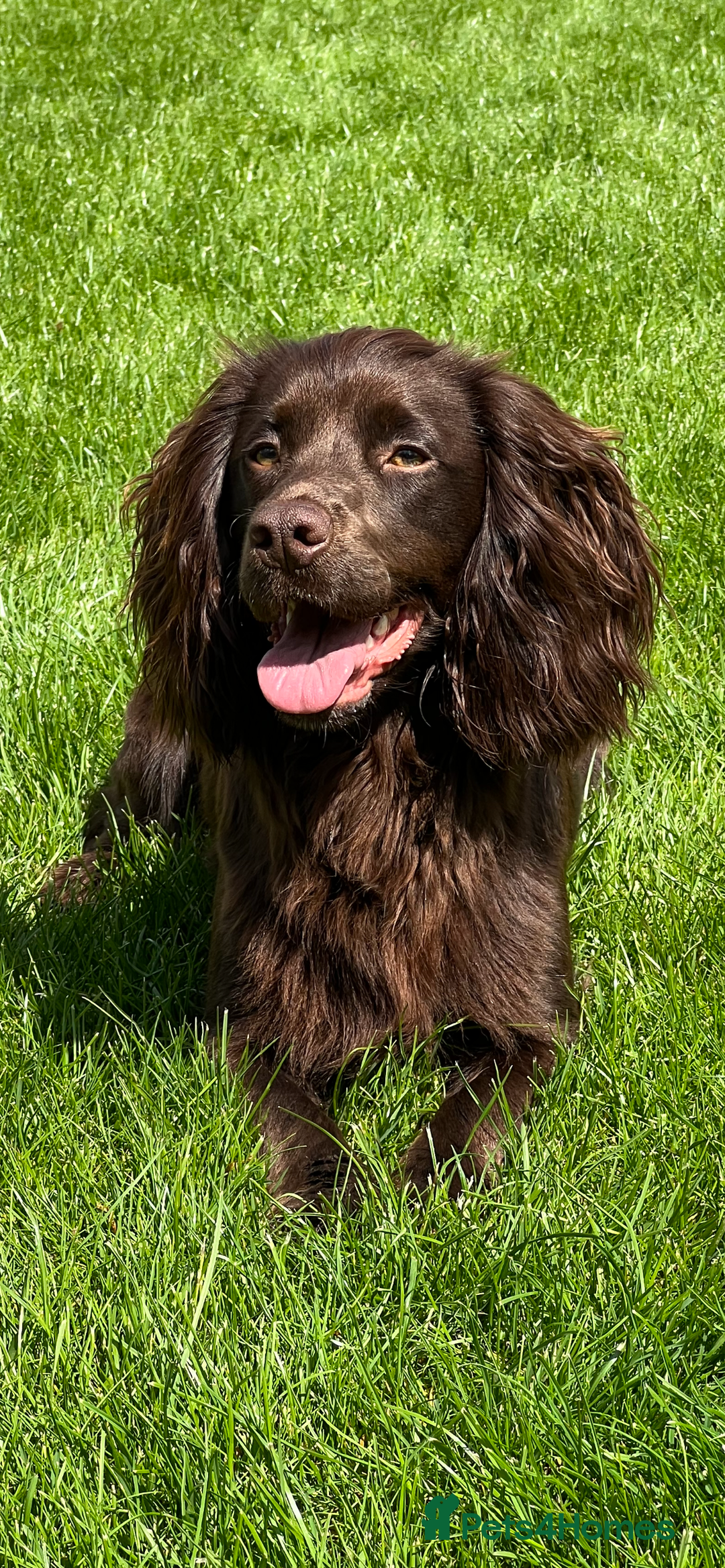 Cocker Spaniel dogs for sale: 🐾 Cocker Spaniel Puppies – Great FTC bloodlines - Image 7