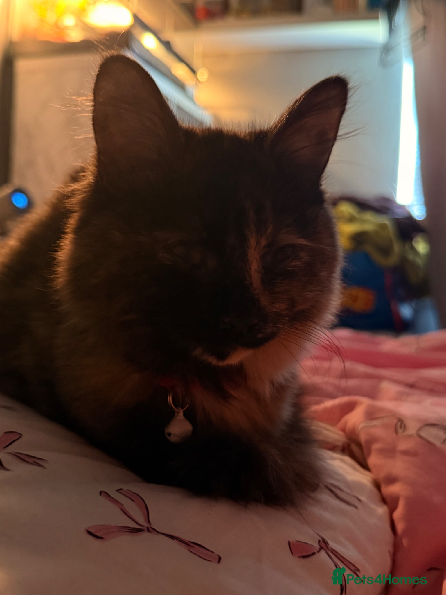 Mixed Breed cats 6 month old Maine coon cross - Advert 4