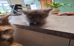 Mixed Breed cats for sale: 5 kittens ready to go  - Image 6