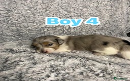 Dachshund dogs for sale: Long haired dachshunds - Image 9